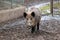 Eurasian Wild Boar - Sus scrofa  in winter, Europe