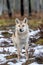 Eurasian wolf, also known as the gray or grey wolf also known as Timber wolf.  Front view.