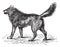 Eurasian Wolf or Canis lupus lupus vintage engraving