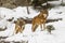 Eurasian wolf Canis lupus lupus in the winter forest with snow