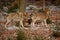 Eurasian wolf in nature habitat in bavarian forest