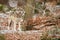 Eurasian wolf in nature habitat in bavarian forest