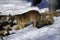 Eurasian wolf pack in snow