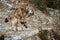 Eurasian wolves fight in nature habitat in bavarian forest