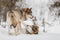 Eurasian wolves roughhousing on snow at Nature Park