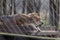 Eurasian wolves in a zoo in Hungary