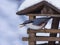 Eurasian or wood nuthatch, Sitta europaea, close-up portrait at bird feeder with peanut in beak, selective focus, shallow DOF