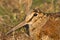 Eurasian Woodcock close-up Scolopax rusticola