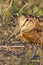 Eurasian Woodcock close-up Scolopax rusticola