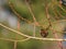 Eurasian wren on branch, blurred background