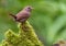 Eurasian wren nice perching on top of very green mossy branch in sweet lighted wood