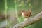 Eurasian wren resting on wood in summertime nature