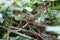 Eurasian wren (Troglodytes troglodytes) chick waiting for food