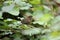 Eurasian wren (Troglodytes troglodytes) chick waiting for food