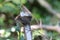 Eurasian wren (Troglodytes troglodytes) chick waiting for food