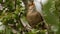 Eurasian Wren Troglodytes troglodytes singing on the branch, very small brown bird, the only member of the wren family