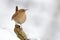 Eurasian Wren Troglodytes troglodytes standing on the branch with snow. Winter picture with cute little bird on the snow