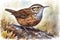 Eurasian Wren watercolor Isolate on white Background.