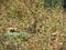 Eurasian wryneck bird camouflaged in grass.