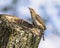 Eurasian wryneck camouflaged bird in breeding habitat