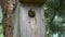 Eurasian wryneck Jynx torquilla feeding juvenile in old wooden nesting box