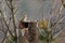 The Eurasian Wryneck Jynx torquilla on the nest in the old branch, up to close