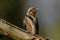 The Eurasian Wryneck Jynx torquilla on the old branch up to close