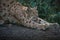 Eurasien lynx stretching on a peace of wood