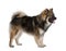 Eurasier dog, 1 Year Old, standing