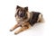 Eurasier Dog