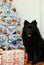 Eurasier dog by the christmas tree