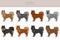 Eurasier dog clipart. Different poses, coat colors set