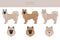Eurasier dog clipart. Different poses, coat colors set