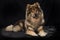 Eurasier dog lying on black background