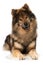 Eurasier dog lying on white background