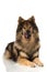 Eurasier dog lying on white background