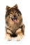 Eurasier dog lying on white background