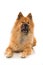 Eurasier dog lying on white background