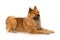 Eurasier dog lying on white background