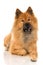 Eurasier dog lying on white background