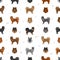 Eurasier dog seamless pattern. Different poses, coat colors set