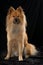 Eurasier dog sitting on black background