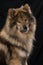 Eurasier dog sitting on black background