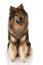 Eurasier dog sitting on white background