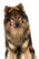 Eurasier dog sitting on white background