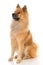 Eurasier dog sitting on white background