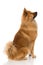 Eurasier dog sitting on white background