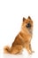 Eurasier dog sitting on white background