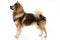 Eurasier dog standing on white background