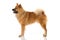 Eurasier dog standing on white background